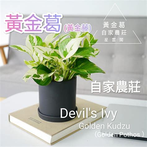 門口擋煞盆栽|門口擋煞盆栽指南：4種化煞植物，旺運聚財 